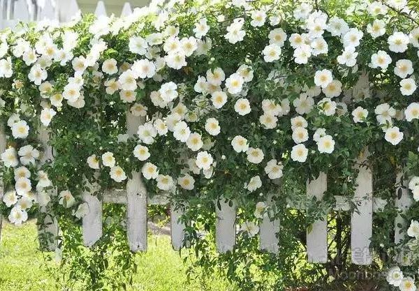 金樱子 cherokee rose