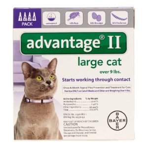 Popular Flea Treatment for Cats and Dogs