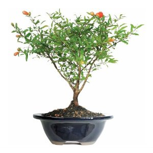 Pomegranate Bonsai Tree