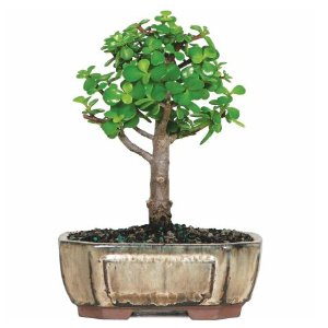 Jade Bonsai Tree
