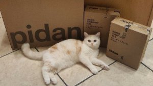 Pidan 皮蛋| 猫砂+猫包 • 内附美猫图