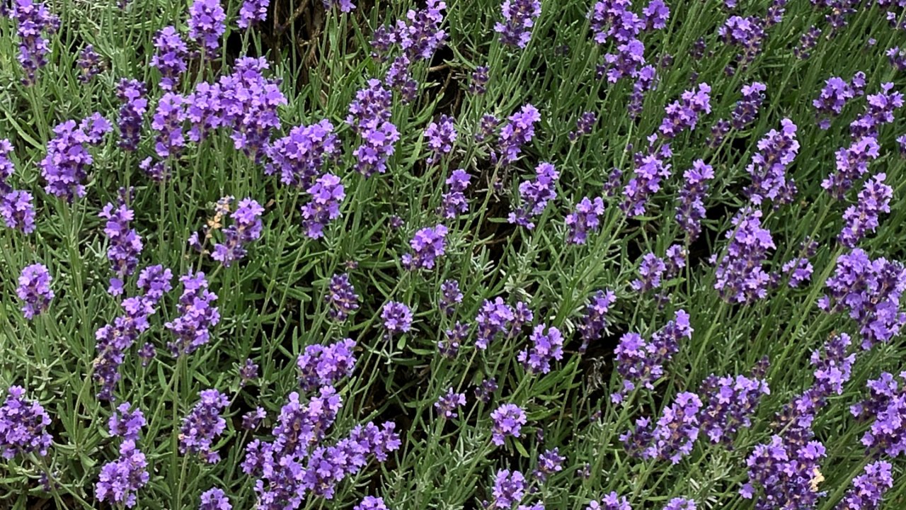 一片紫色的花海，你值得擁有 💜 薰衣草莊園