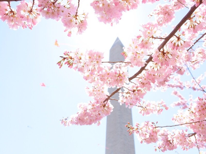 华盛顿樱花一日游拍拍拍吃吃吃？