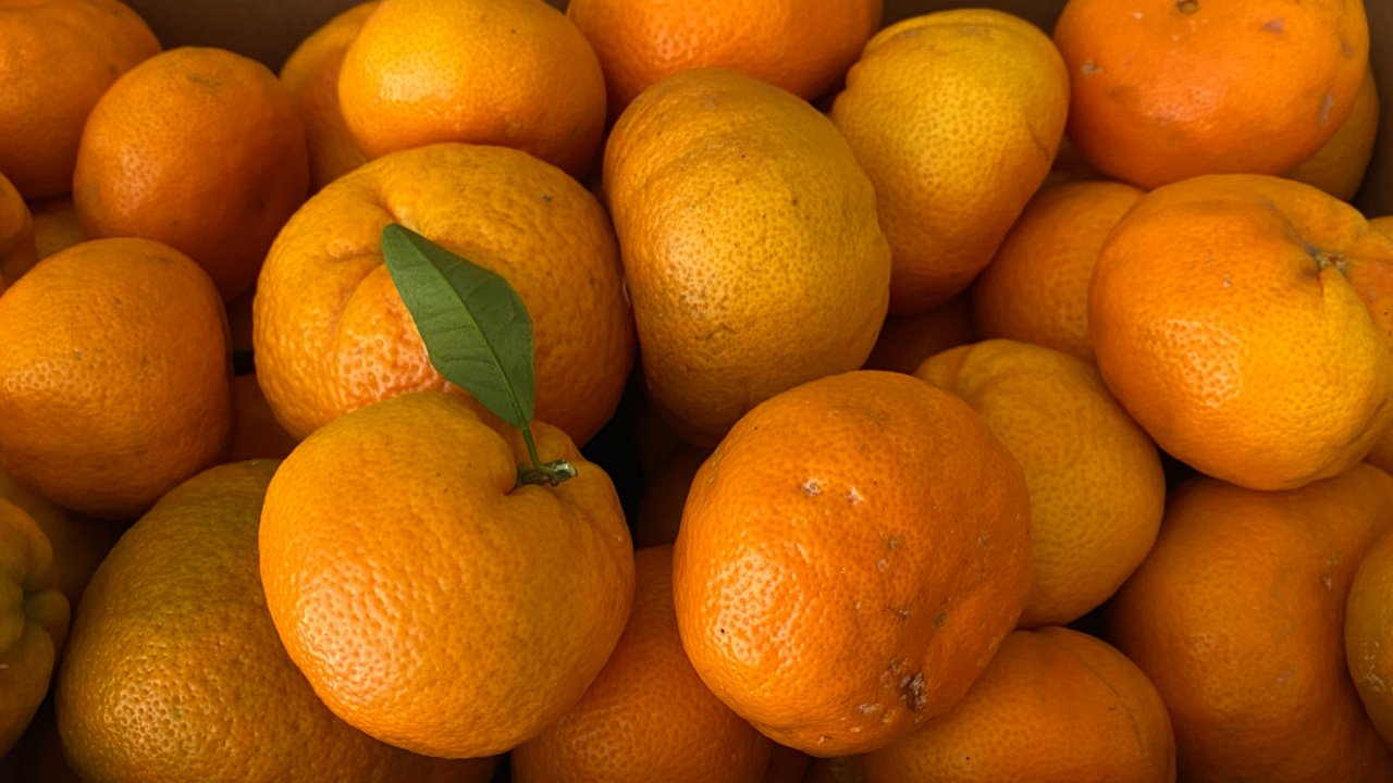 SIERRA PACIFIC FARMS农场摘橘子🍊玩啦吃啦