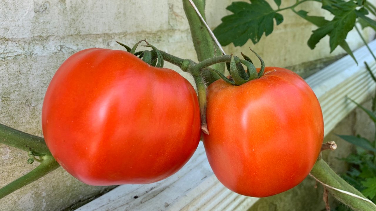 番茄种植日记4