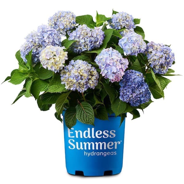 Endless Summer 1 Gal. Endless Summer Hydrangea Shrub with Blue Flowers 838594 - The Home Depot