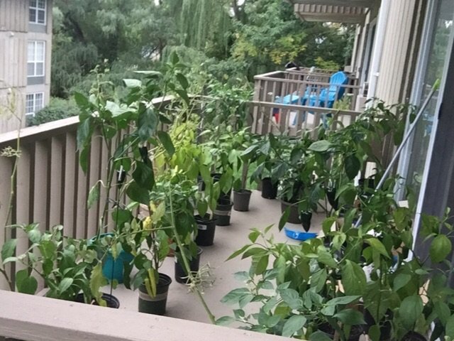 在阳台，你也可以拥有一片菜园