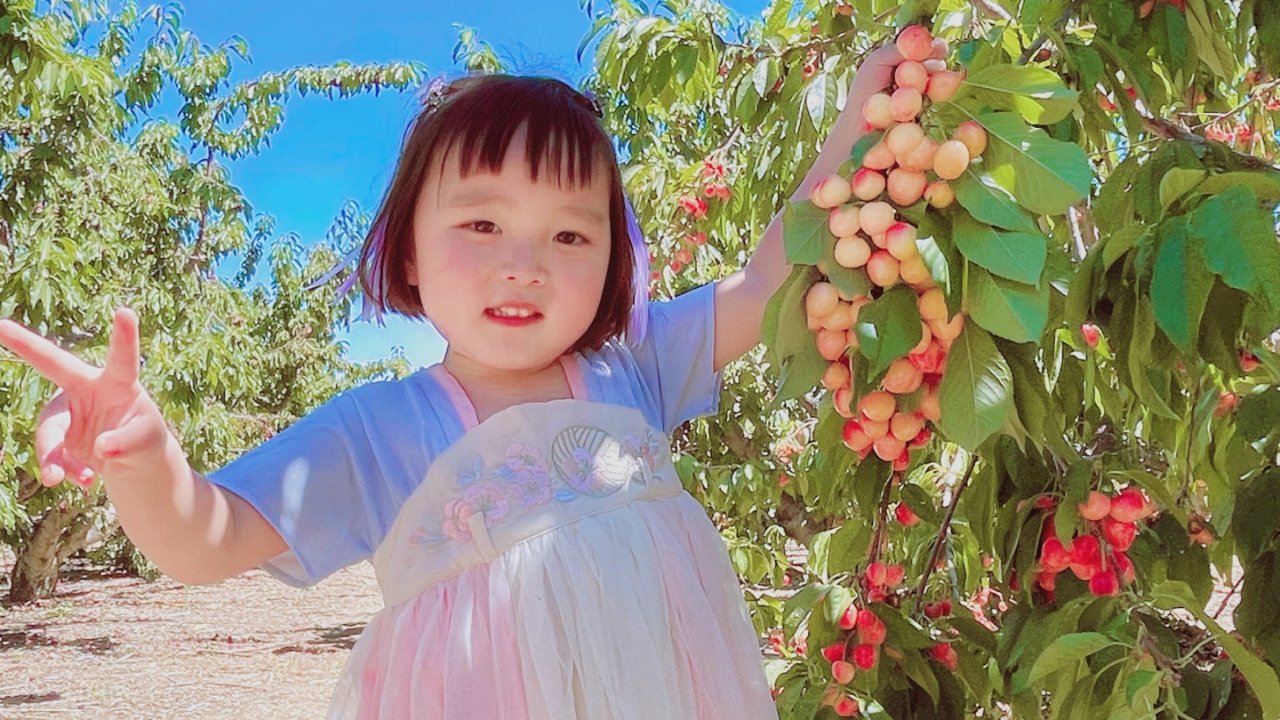 樱桃&杏🥰亲子采摘园