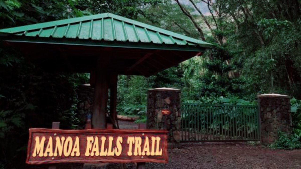 夏威夷风光—Manoa falls trail/瀑布之旅