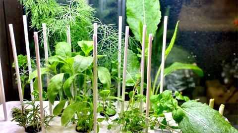 🌿美食家必不可少的香草香料🍄把花园延伸到厨房🪴一个月速成种值😍