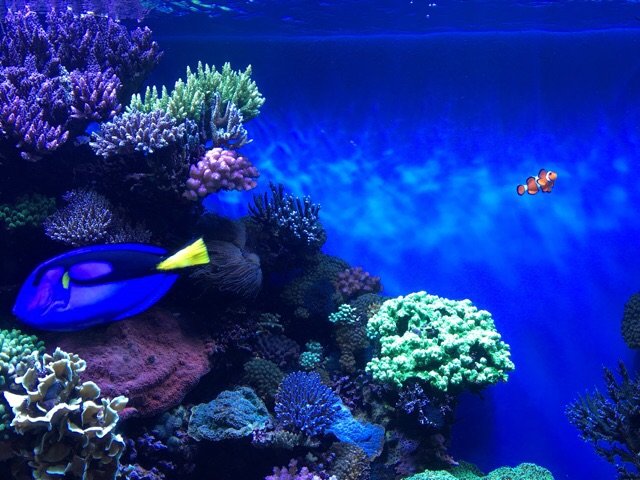 Monterey Bay Aquarium水族馆（中）之绚丽缤纷
