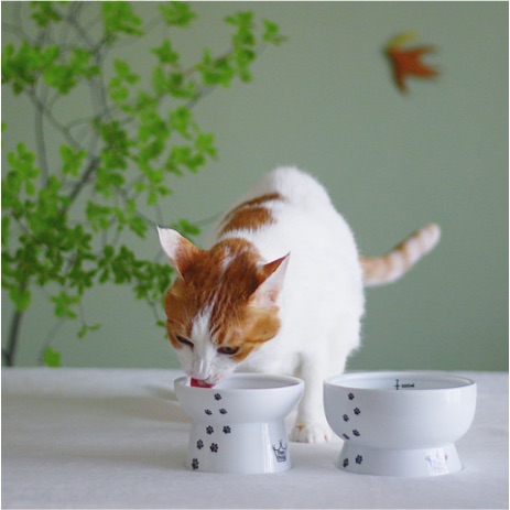 猫粮猫水碗套装