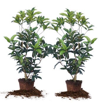 Tea Olive Flowering Shrub Plant, 2-pack两颗桂花树