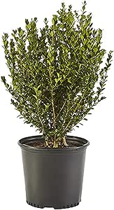 Amazon.com: Shrub Wintergreen Boxwood 2.5 Qt, 1 Gallon, Green Foliage : Everything Else