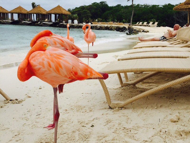 Aruba 阿鲁巴🇦🇼阳光沙滩火烈鸟都不愿离开的地方