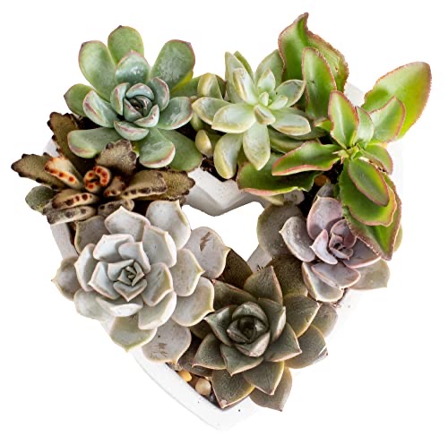 Costa Farms Succulent Gift Collection, Easy to Grow Fully Rooted Succulent Houseplants, Cute Heart DIY Kit, Garden Hobby Gift, Plant Shelf, Mothers Day Gifts for Mom, 2-Inches Tall B09R5PBFQR