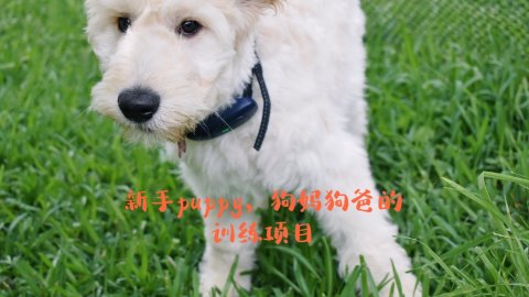 🐶新手铲屎官，小puppy接到家都要训练什么？如何训练？