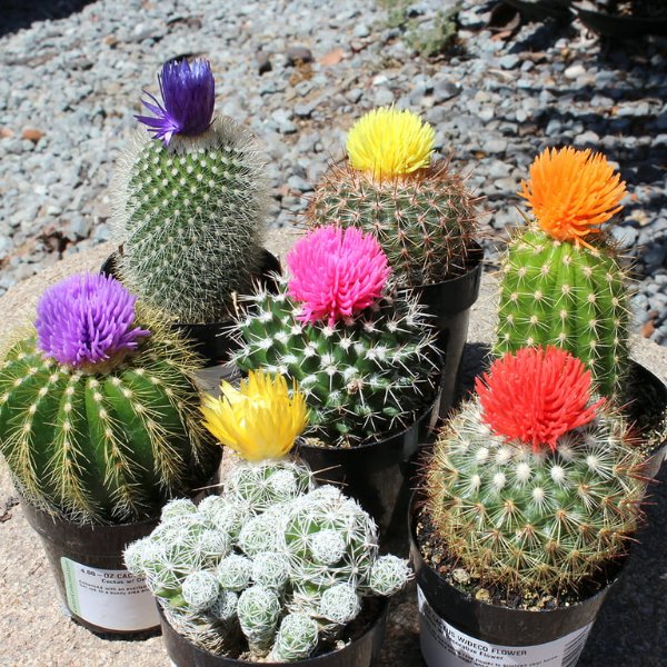 Altman Plants Element by Altman Plants Colorful Deco Cactus Succulent