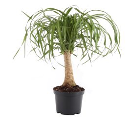 Delray Plants Live Ponytail Palm (Beaucarnea recurvata) Easy to Grow House Plant, 6-inch Black Grower’s Pot - Walmart.com 6寸室内植物