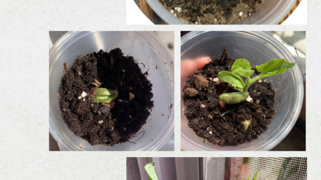 如何发芽🌱红豆绿豆种子