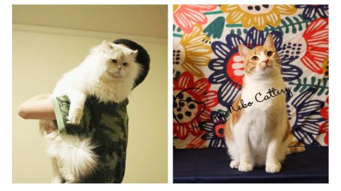 选择领养还是购买呢 浅谈自己的经历 北美省钱快报dealmoon Com 攻略