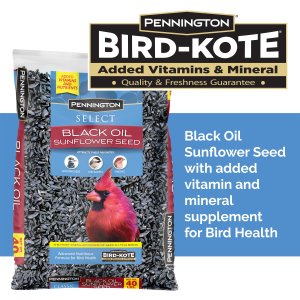 Pennington Select Black Oil Sunflower Seed Dry Wild Bird Feed, 40 lb. Bag