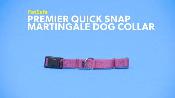 PetSafe Premier Quick Snap Martingale Dog Collar, Deep Purple, Small, 3/4-in - Chewy.com