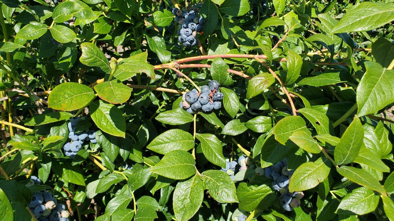U-pick blueberries ！！！