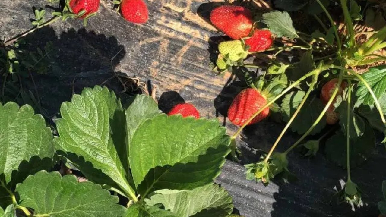 草莓园