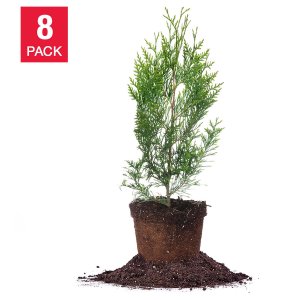 PERFECT PLANTS Thuja Green Giant  8-Pack