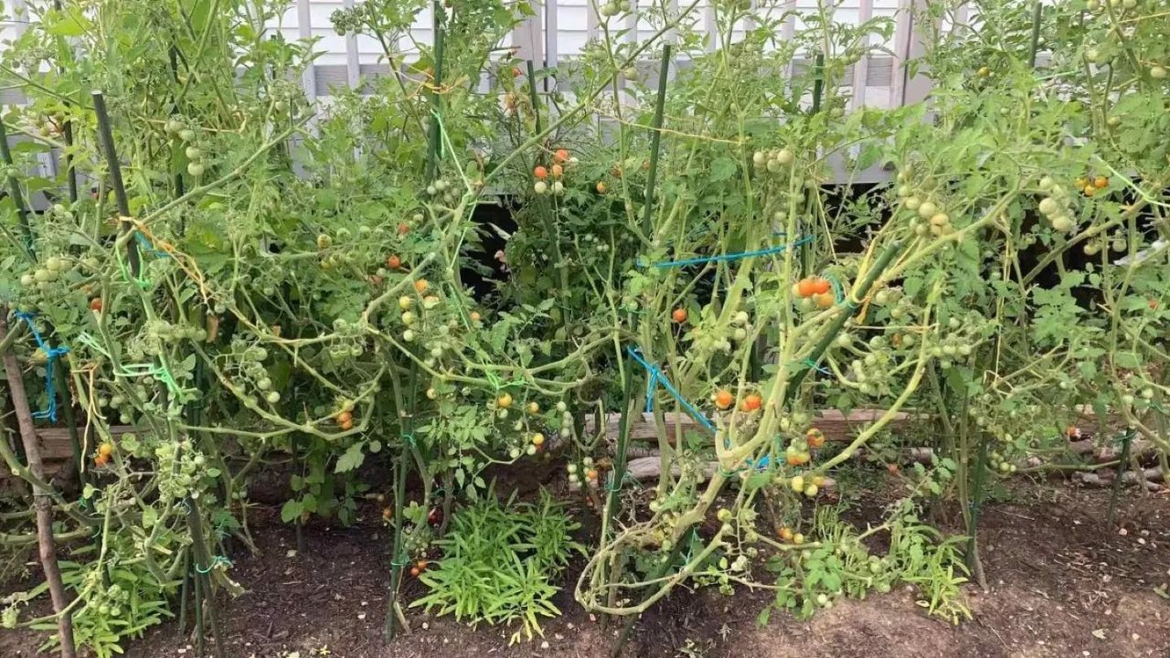 小西红柿篇：太多了，每天摘西红柿都成负担了……