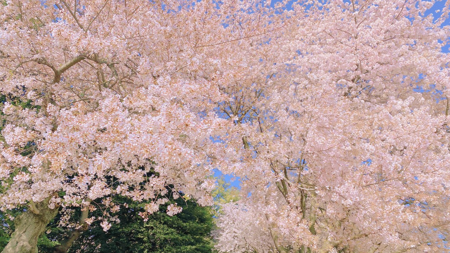 华盛顿赏樱花