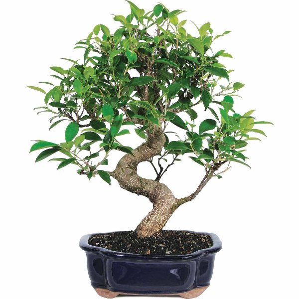 Ficus Bonsai Live Tree