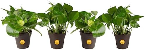Amazon.com : Costa Farms Easy Care Devil&#39;s Ivy Pothos Live Indoor Plant, 4-Inch, Grower&#39;s Pot - 4 Pack : Patio, Lawn &amp; Garden