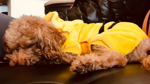 主子出去浪 家里的汪星人和喵星人怎么办？宠物的Airbnb帮你解决一切问题！