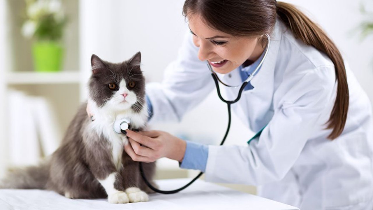 疫情期间在美国给猫咪看宠物医生