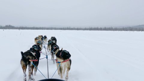 2021.03阿拉斯加7日游，Anchorage+Fairbanks行程& 项目