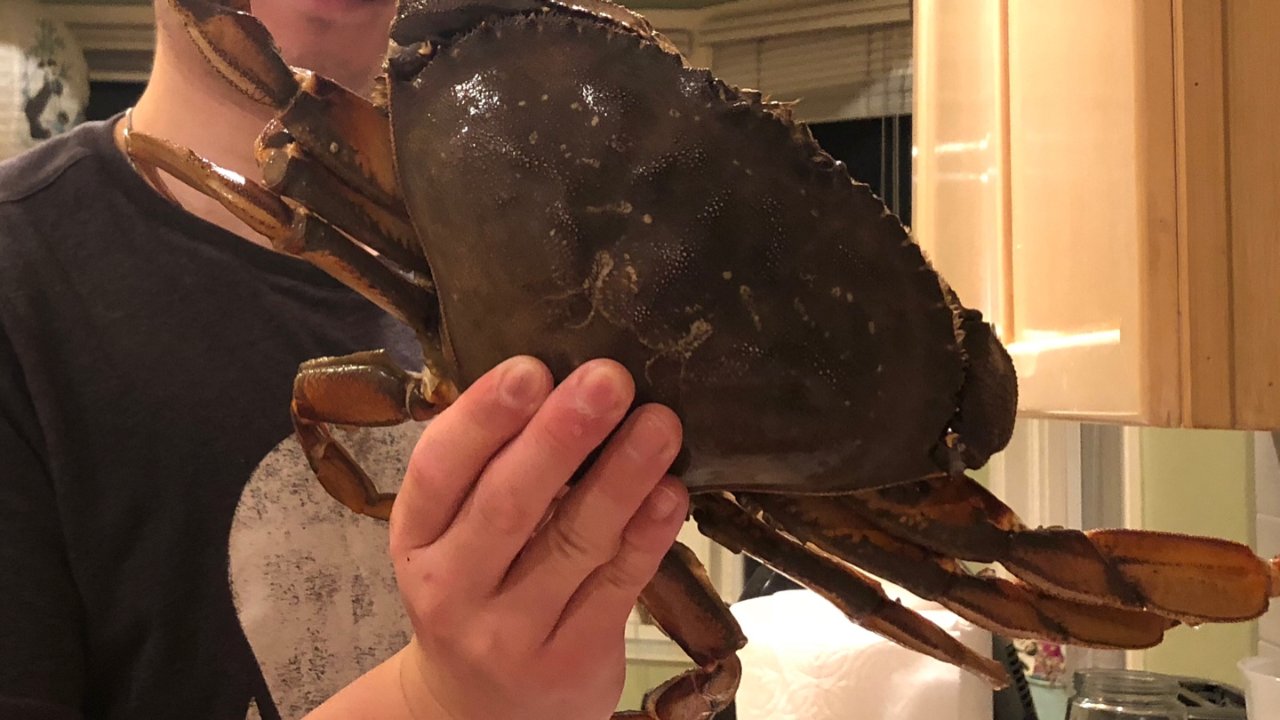 西雅图抓大螃蟹🦀️珍宝蟹&红石蟹