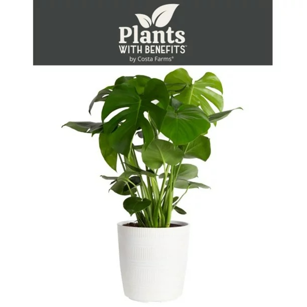 Costa Farms Plants with Benefits Live Indoor 24in. Tall Green Monstera; Medium, Indirect Light Plant in 9.25in. Décor Pot - Walmart.com 龟背竹