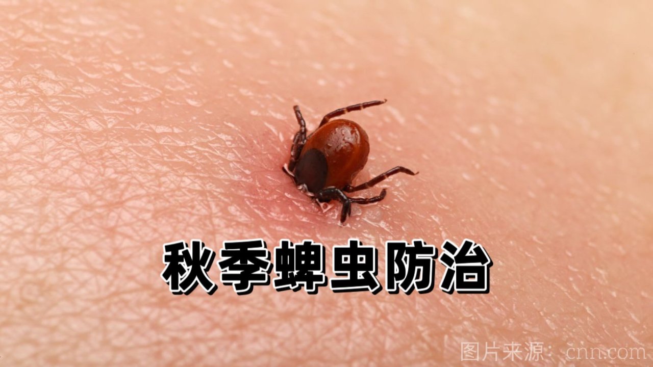 活捉蜱虫现场❗️秋季人与宠物都要注意的蜱虫防治
