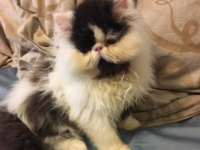 我是来晒我猫主子的