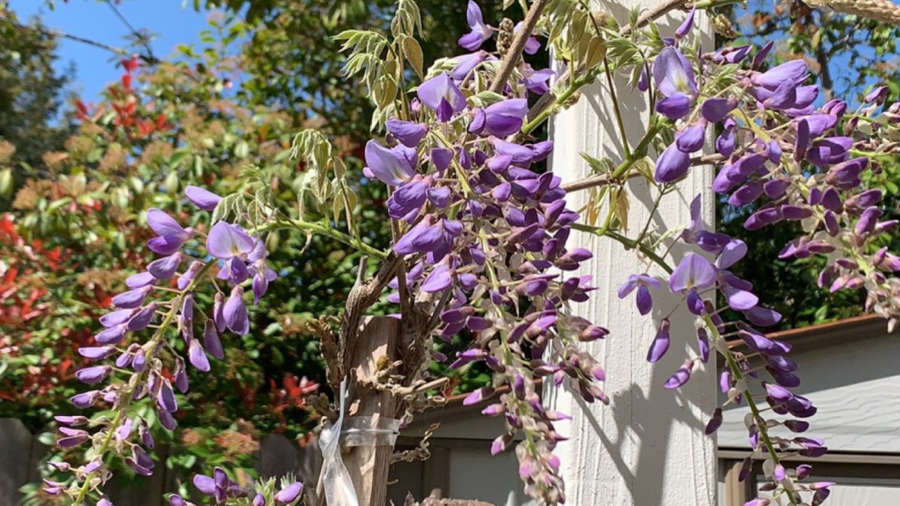 紫藤花，春天的气息
