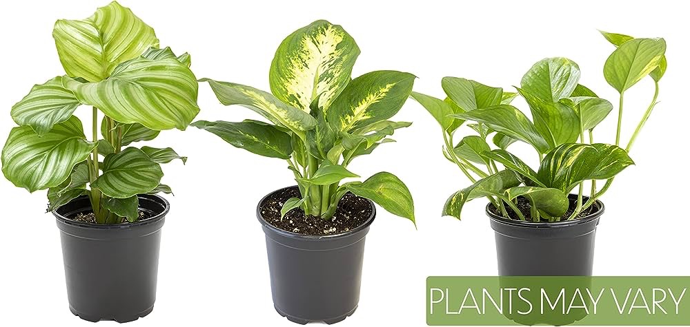 室内植物必备系列 (3PK) 活体植物 室内植物 花盆中的活体室内植物、简单的室内活体植物、蛇植物、盆栽土壤中的绿萝、Altman Plants 的清洁空气植物