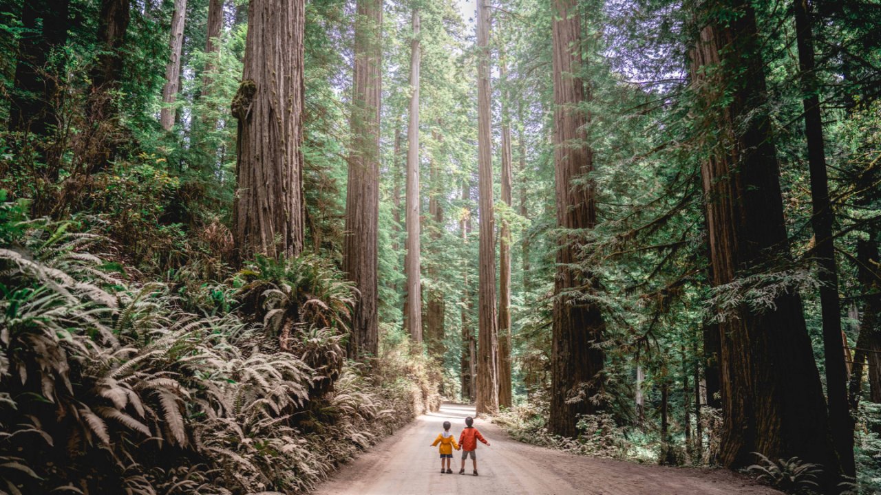周游|Redwood加州红杉树林|可以穿越的大树