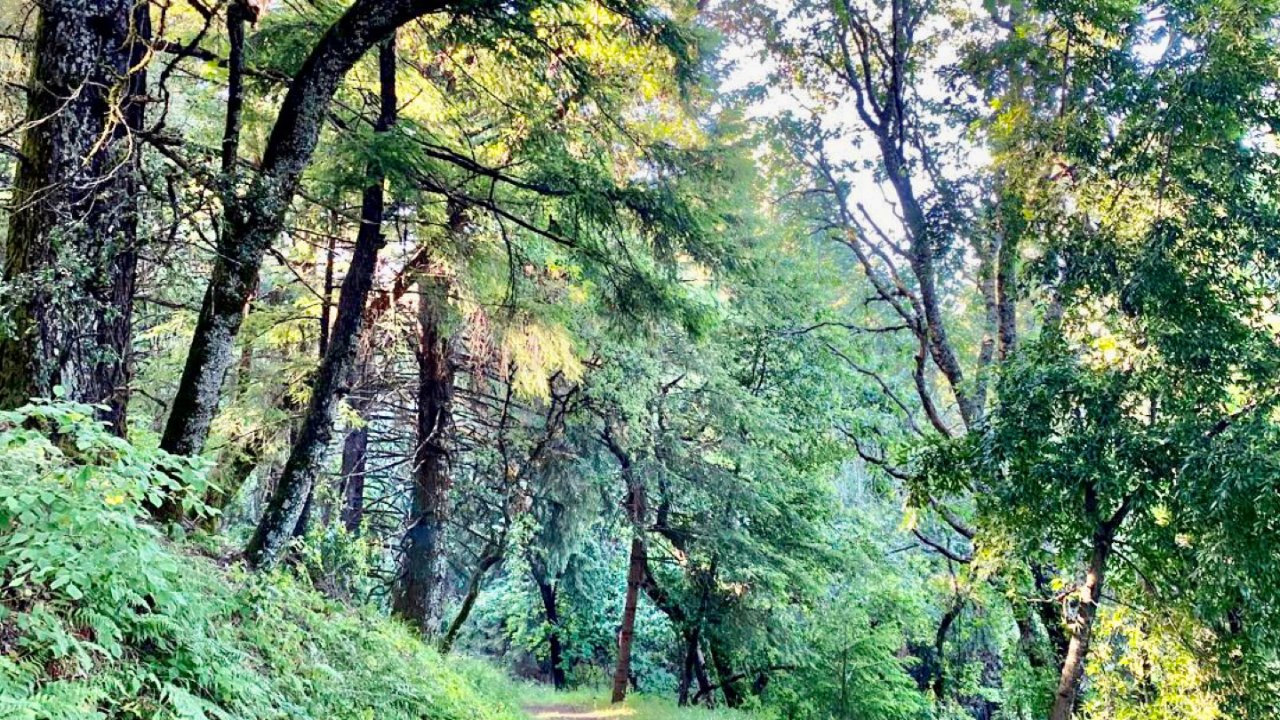 Redwoods Preserve -天然氧吧