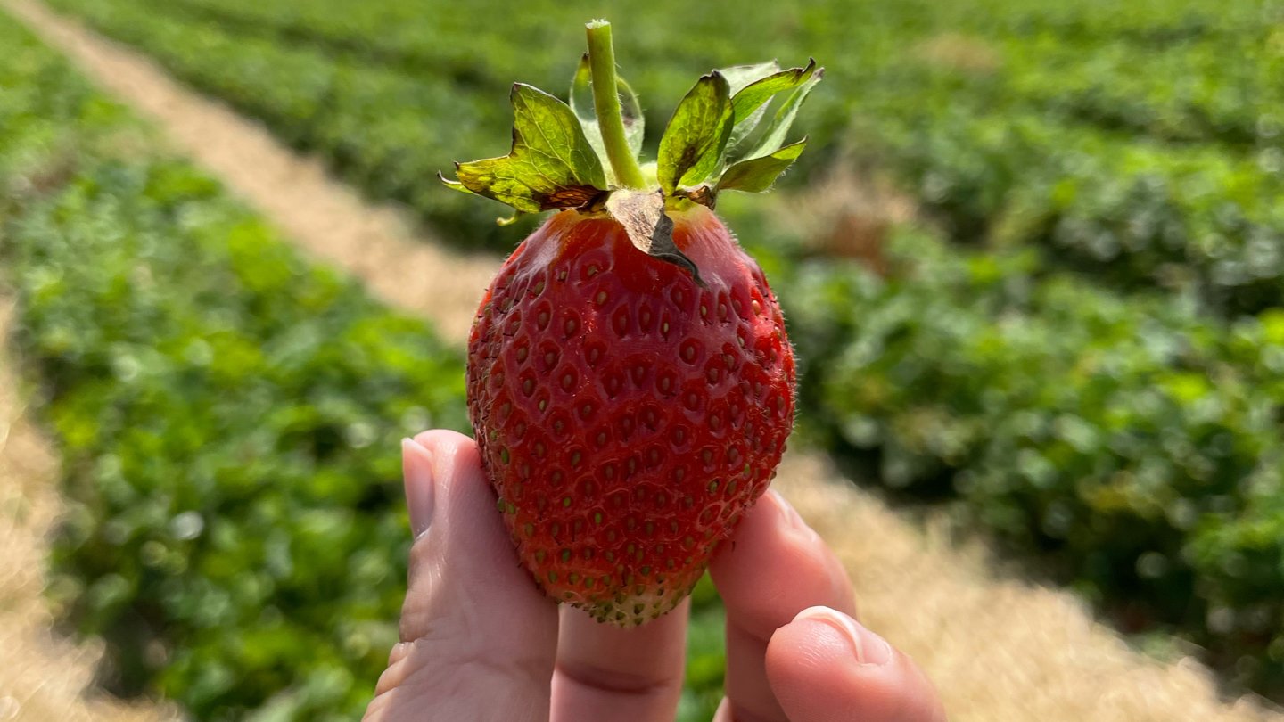 哥倫布Hann Farm採草莓