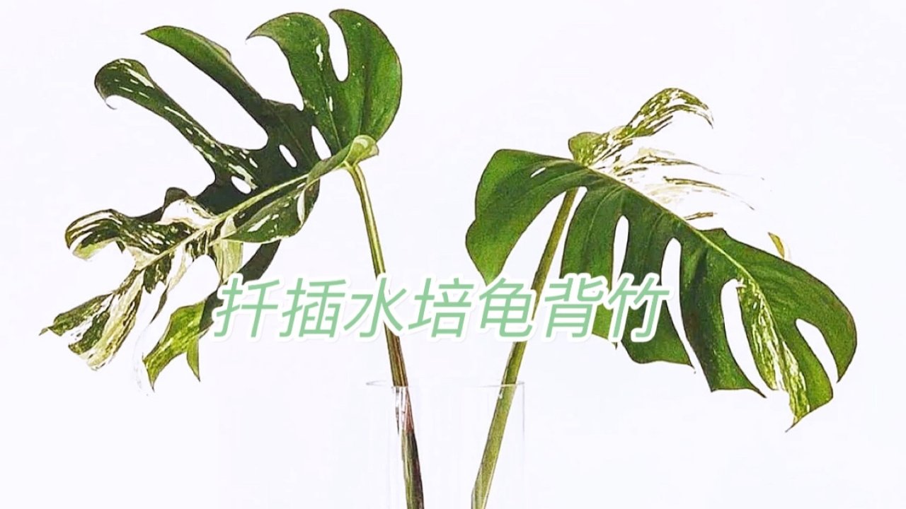 新年新技能｜植物小白水培扦插龟背竹