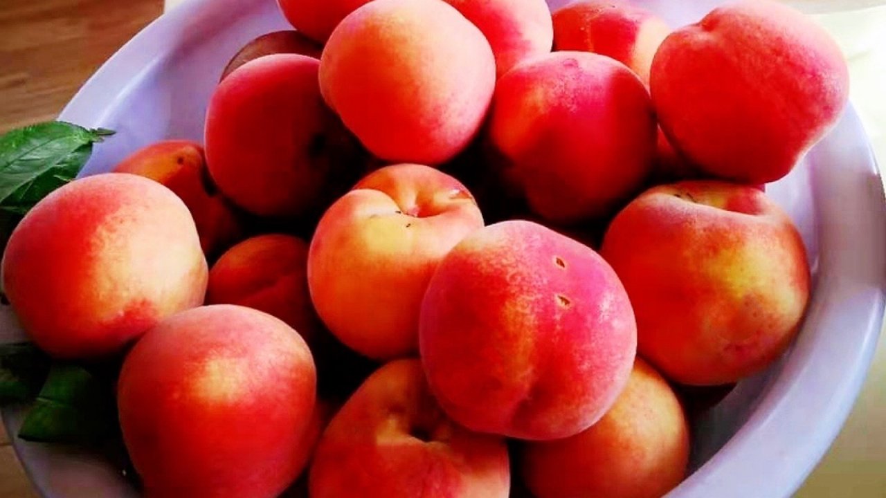 水蜜桃大丰收🍑丨关于桃树种植及养护的相关实战经验与小知识点分享