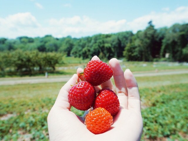 带你的小草莓回家：夏秋季果园采摘指南