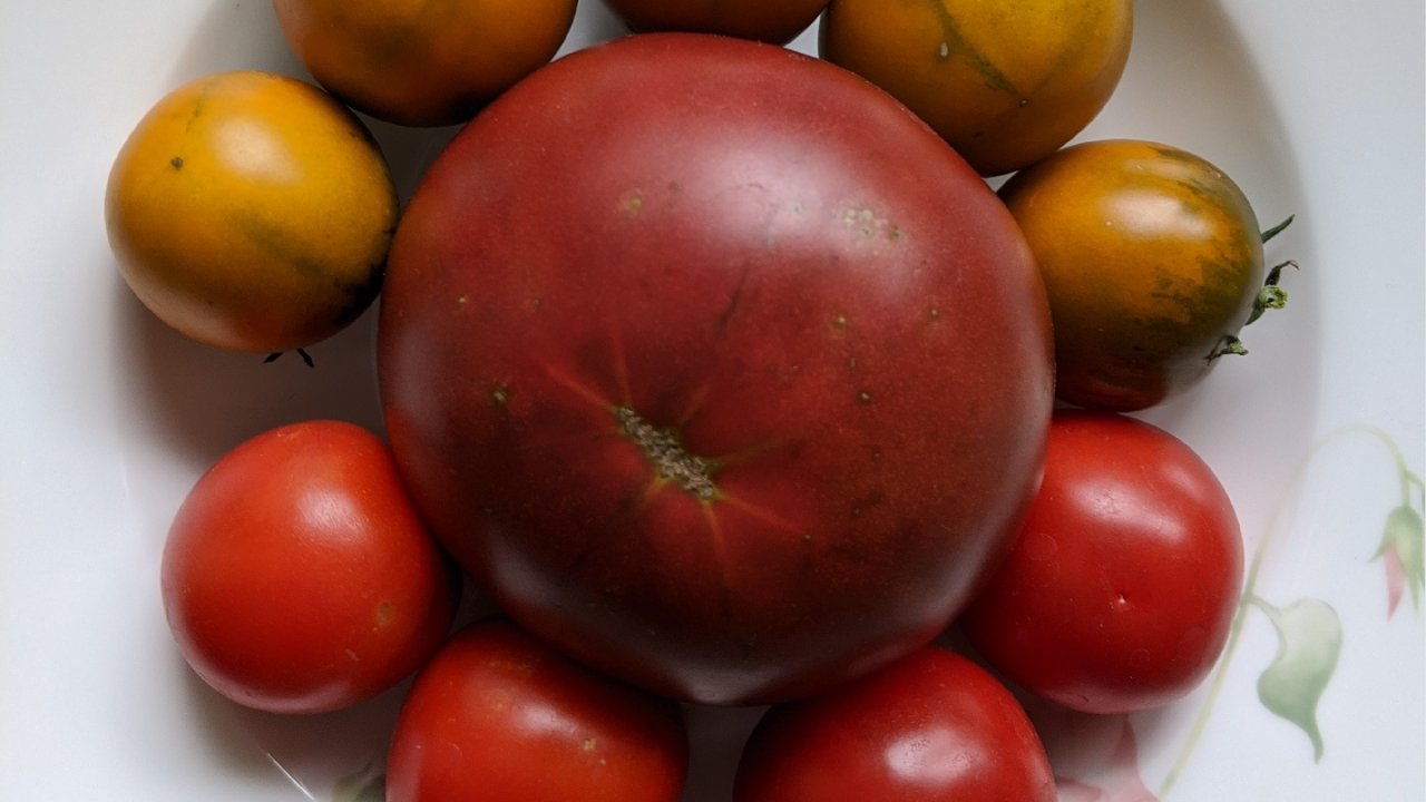 heirloom tomato西红柿品种
